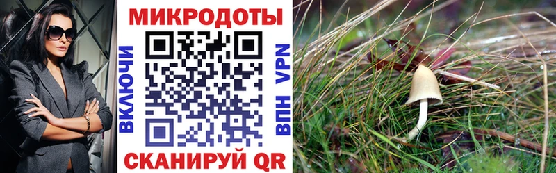купить закладку  Баксан  Псилоцибиновые грибы GOLDEN TEACHER 